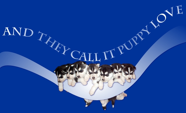 7puppylove640x480.jpg